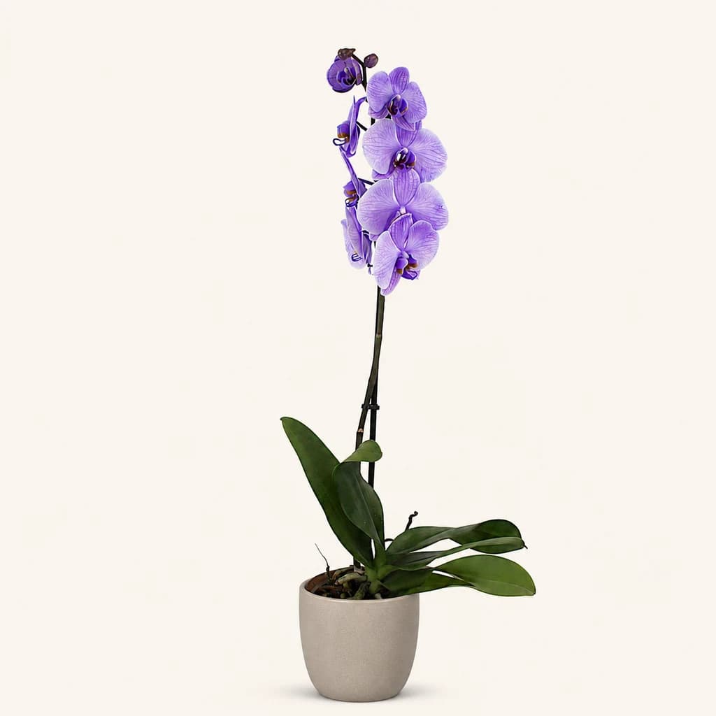 Orchidée Phalaenopsis violette à 1 hampe (teintée)