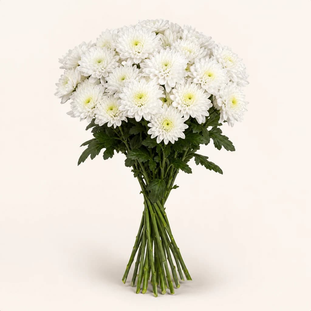 Crisantemo Arctic Queen (Chrysanthemum)