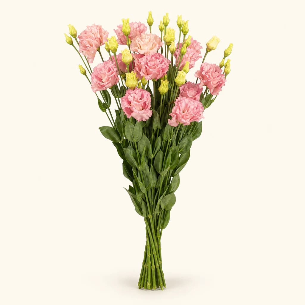 10 lisianthuseko (Eustoma) sorta Corelli korala