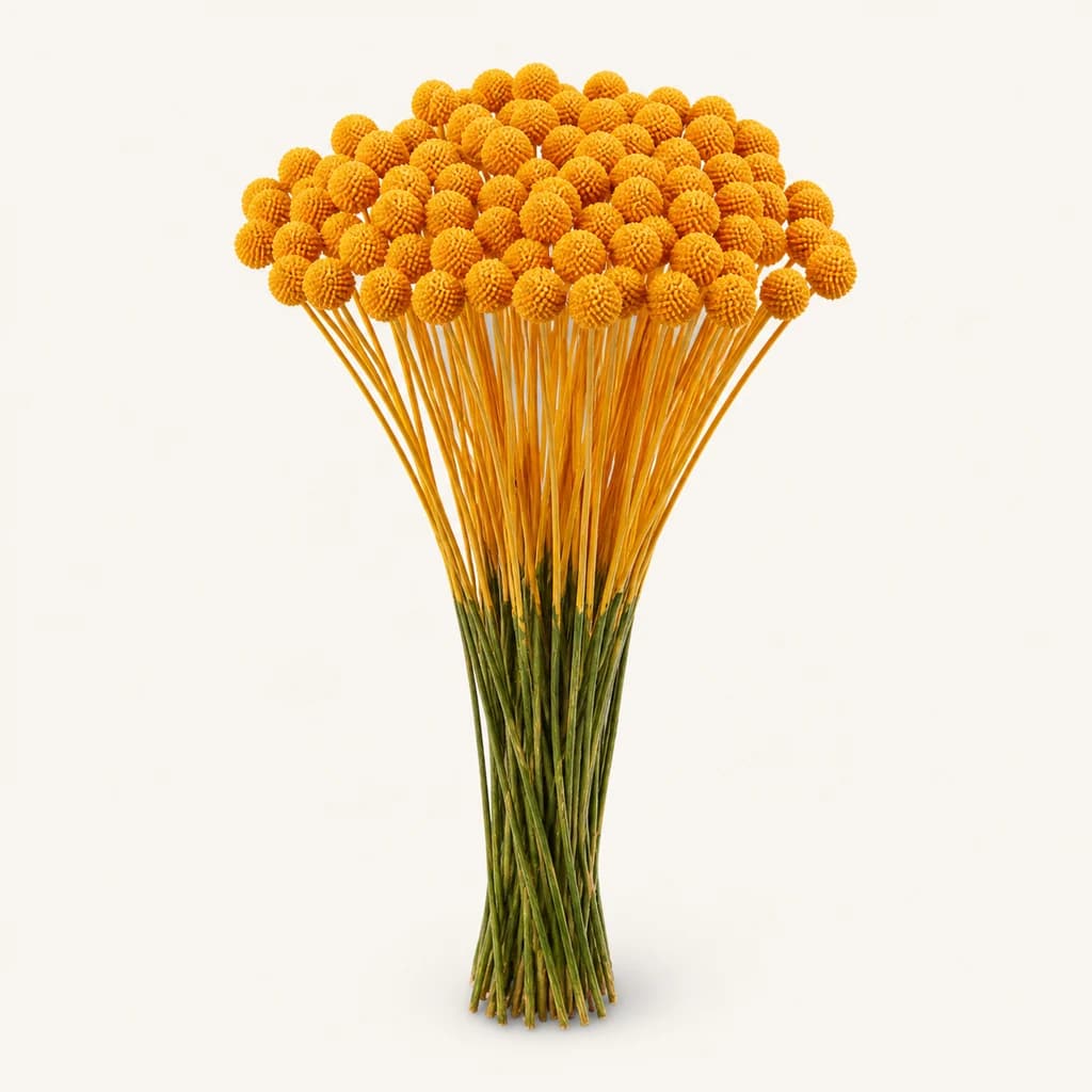Craspedia teintée orange clair, lot de 50 tiges de 60 cm