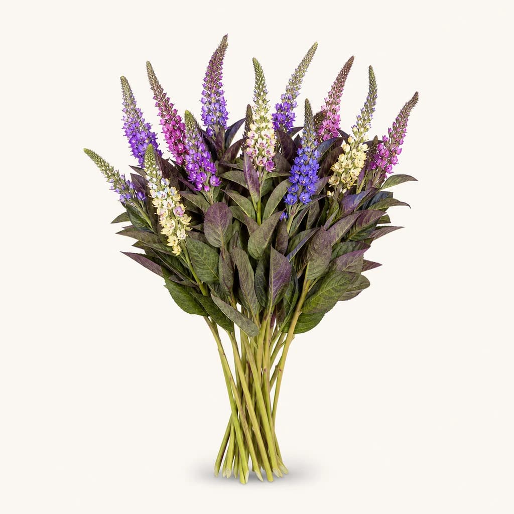 Lysimachia Rainbow Multicor