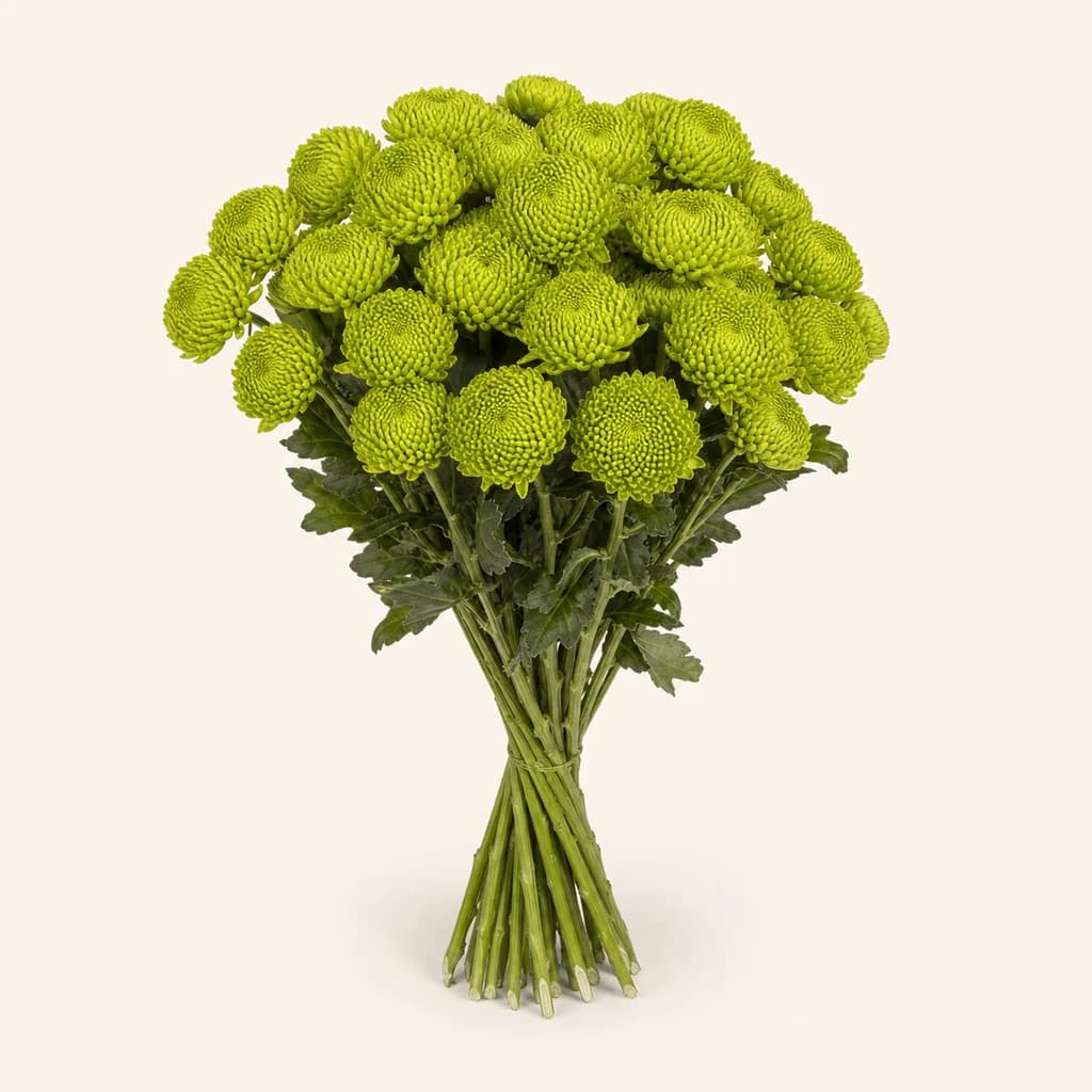 Crisantem santini Peptalk verd (Chrysanthemum)