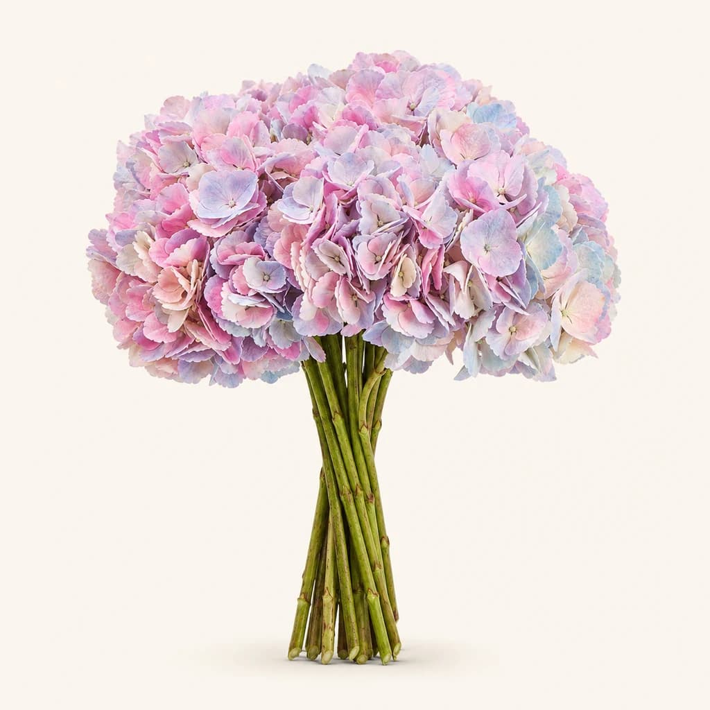 Ramo de Hortensia Hydrangea macrophylla Pintado Marshmallow multicolor, lote de 15 tallos