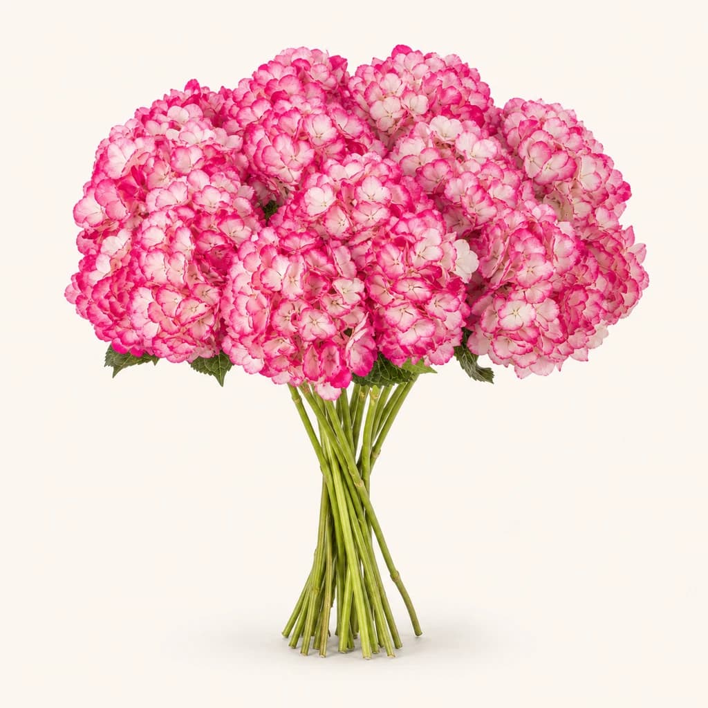 Hydrangea macrophylla (hortensia) Pintada Tivoli