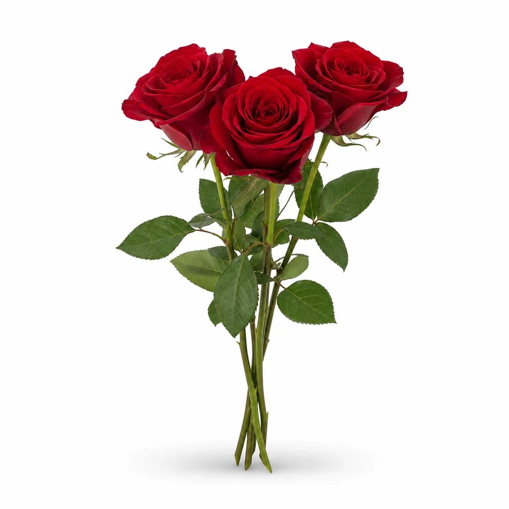 Rosa Madam Red