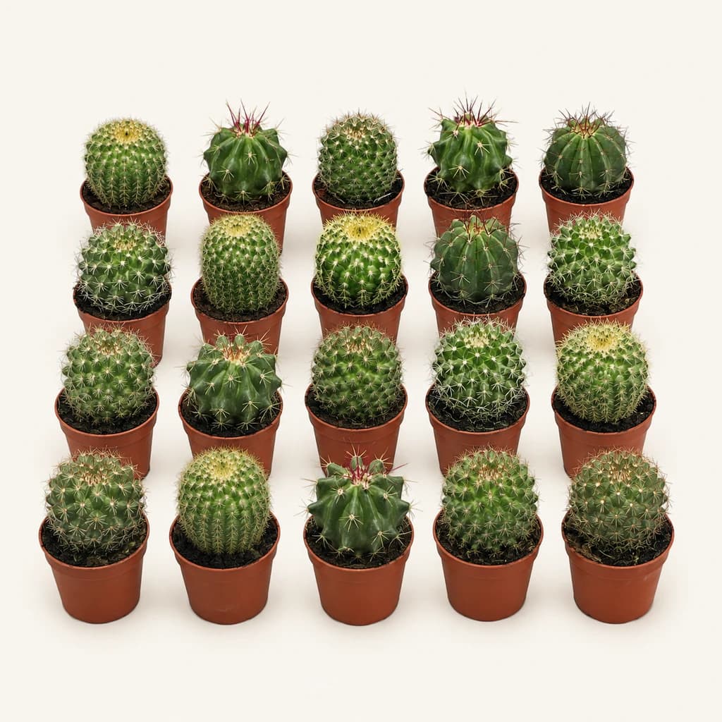 Lot de 20 cactus sphériques variés 15 cm