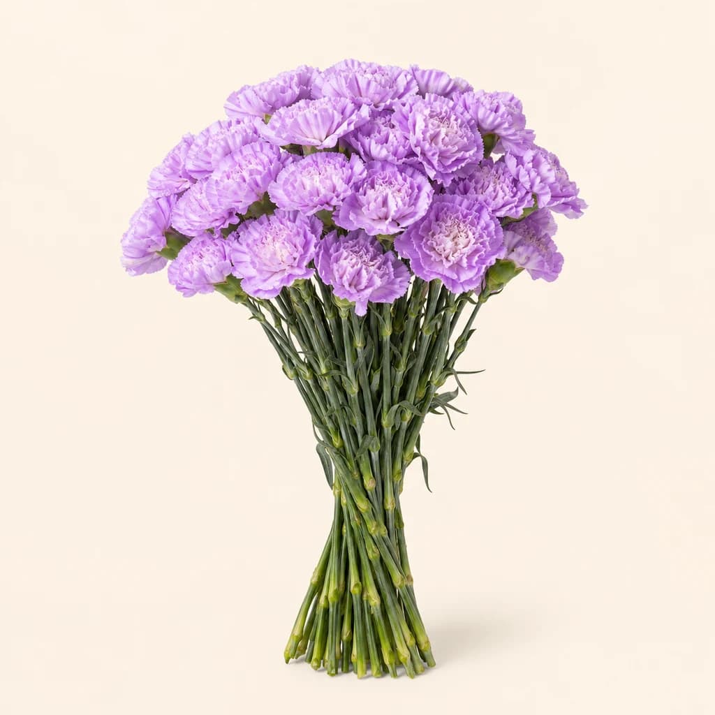 Œillet Moonaqua, lot de 20 tiges (Dianthus caryophyllus)