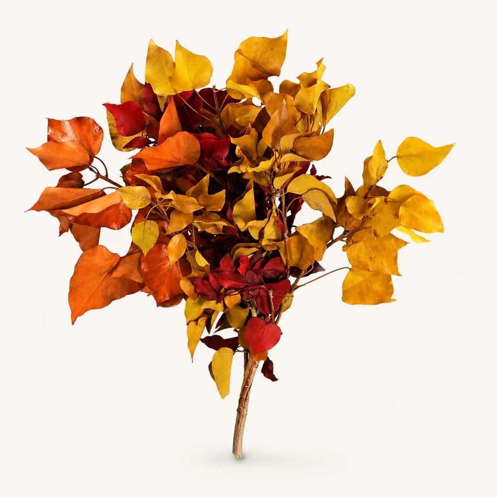 Hiedra arbórea preservada otoñal (Hedera helix)