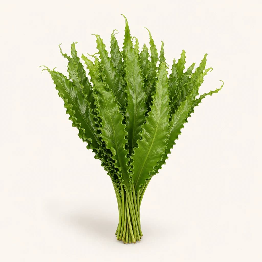 Conjunto de 30 helechos Asplenium Naniwa (nido de pájaro) 50 cm