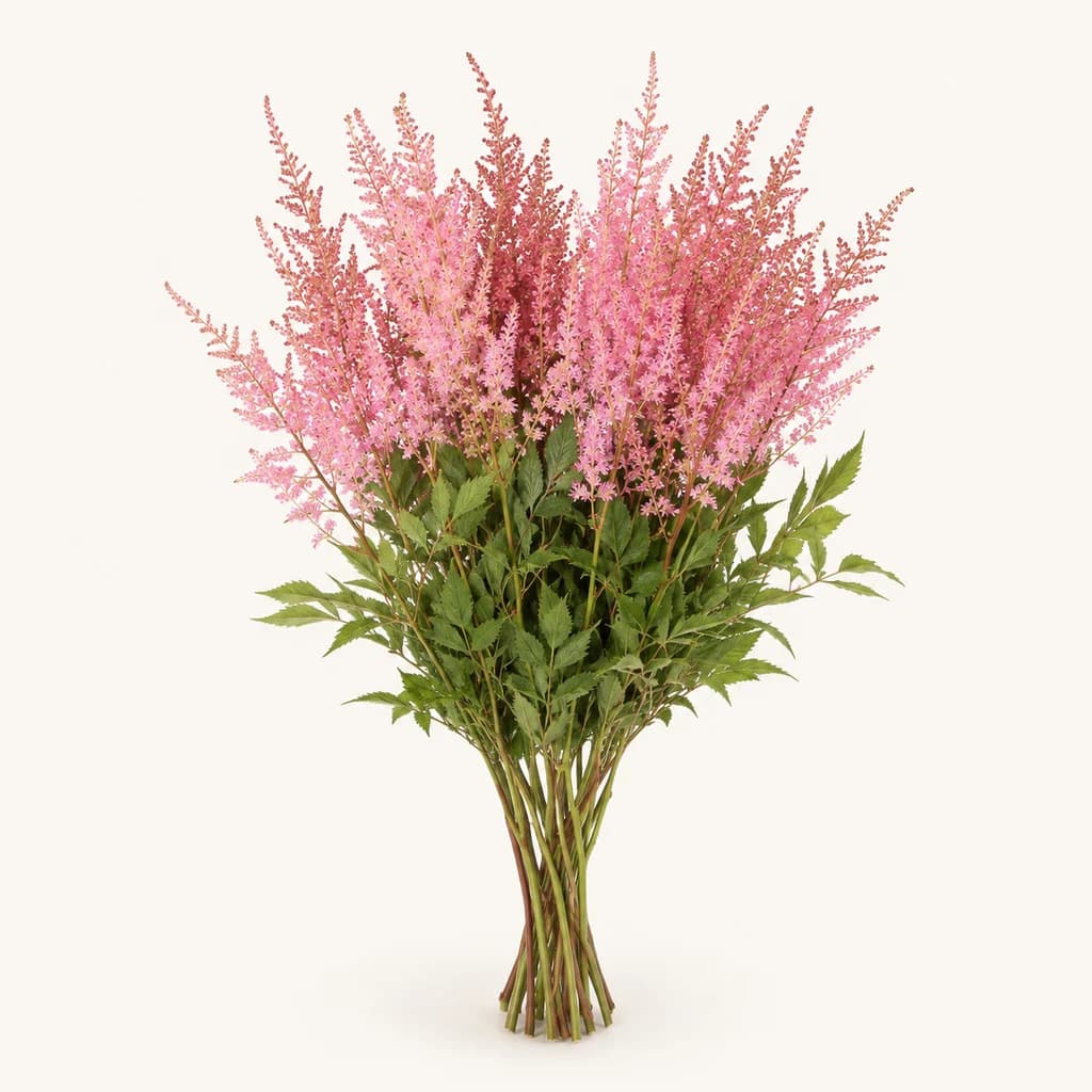 Astilbe Erika rose, lot de 10 tiges