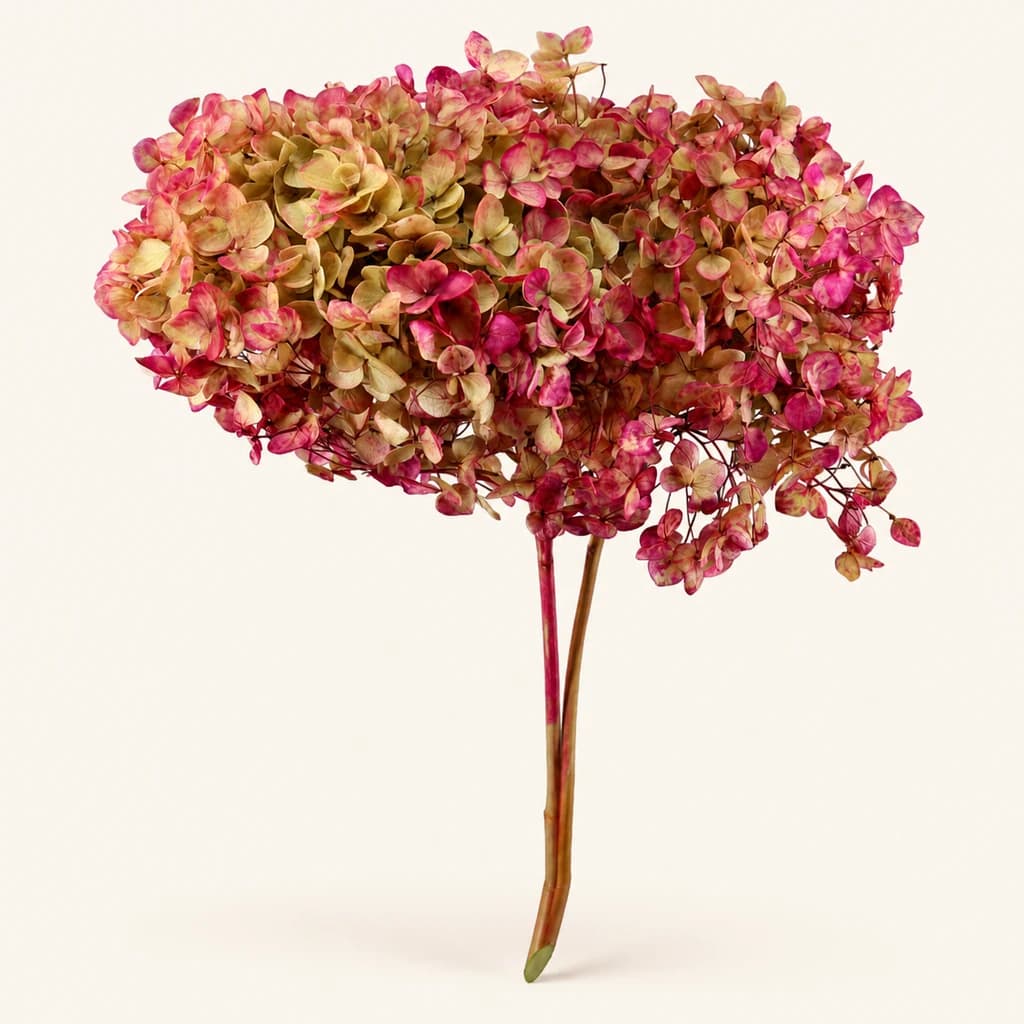 Hortensia Annabella preservada vermello e verde (Hydrangea macrophylla)