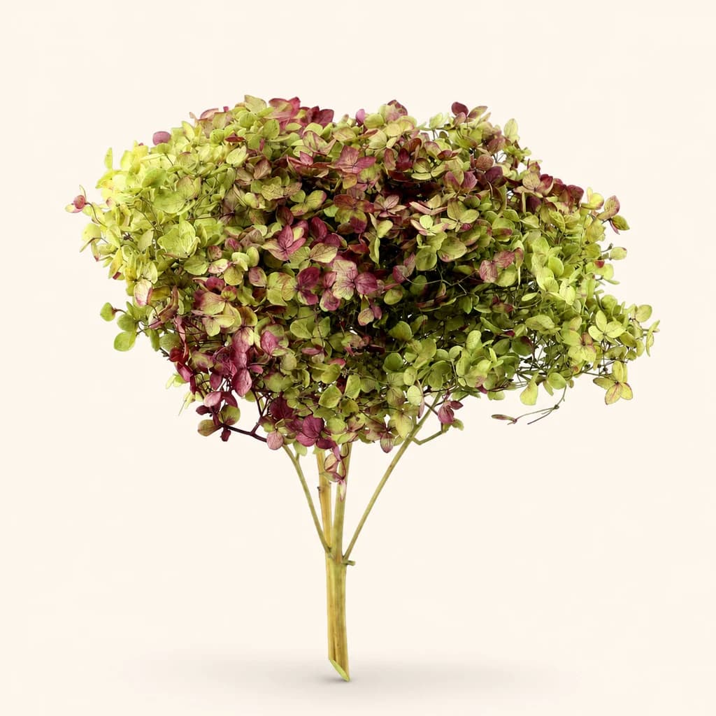Hortensia Annabelle preservada (Hydrangea macrophylla)