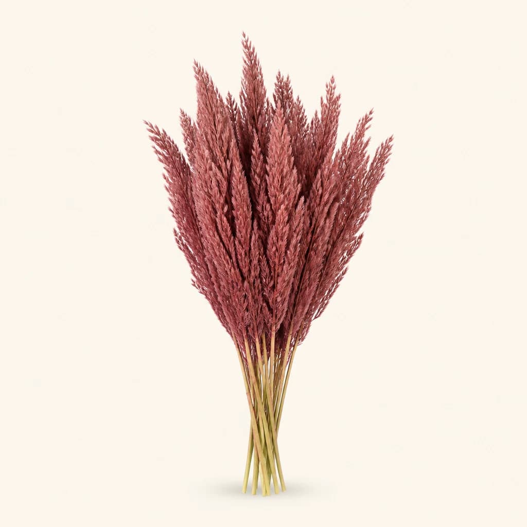 Pluma preservada Rosa
