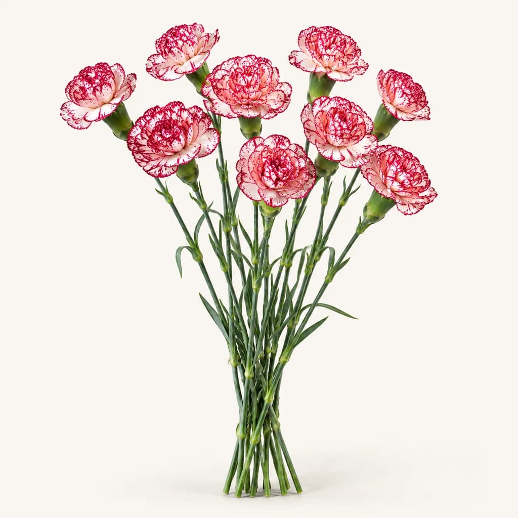 Ram de 10 clavells mini Number One (Dianthus caryophyllus)