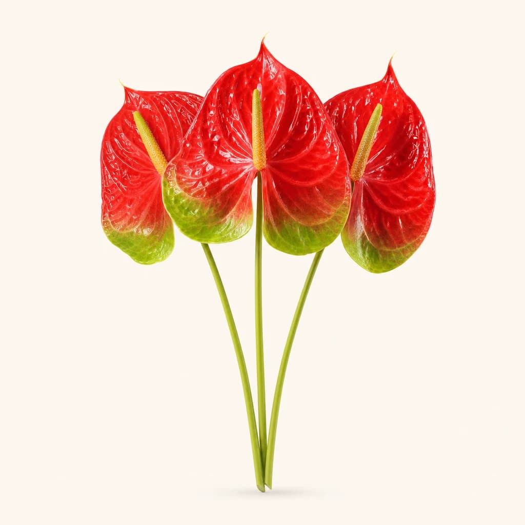 Ram d'anturis Spice vermells (flor de flamenc, Anthurium)
