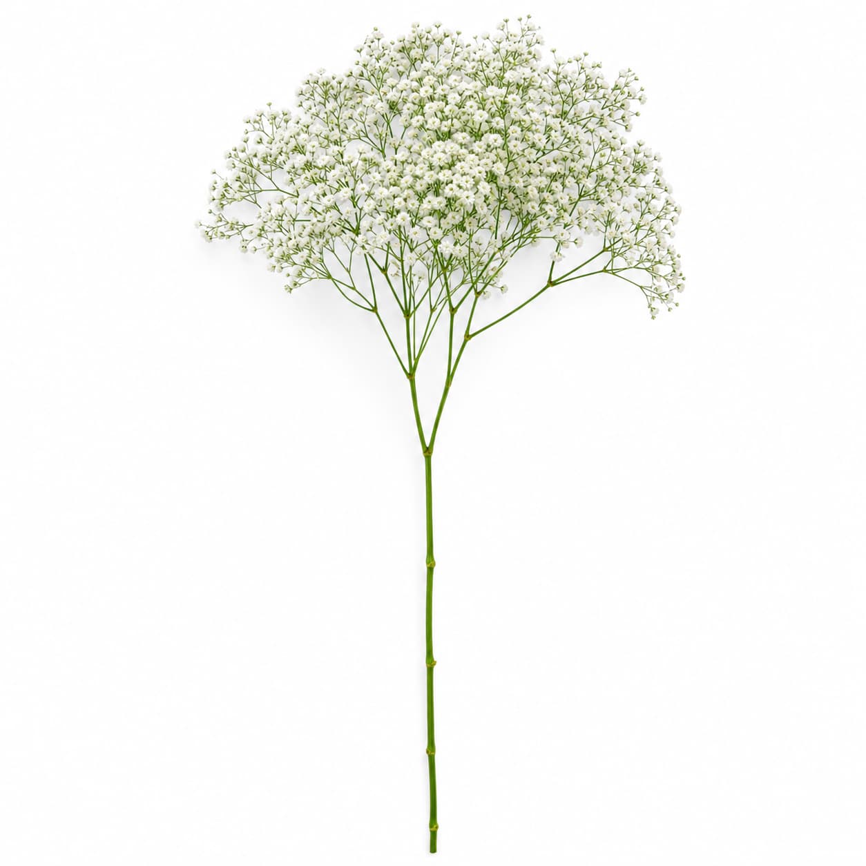 OverTime panikulata zuri freskoa, 25 zurtoineko lotea (Gypsophila paniculata)