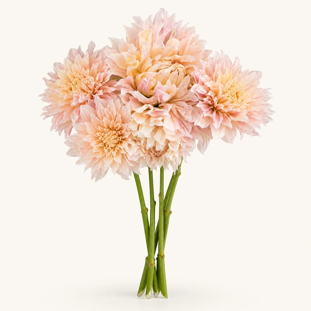 Dahlia Café au Lait saumon, lot de 5 tiges