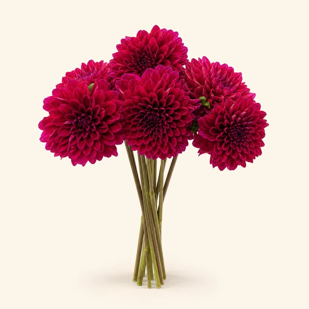 Bouquet de dahlia Naomi fuchsia, lot de 5 tiges