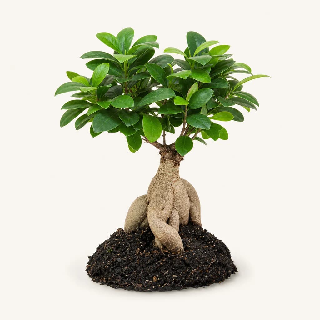Bonsaï Ginseng (Ficus microcarpa) d'intérieur