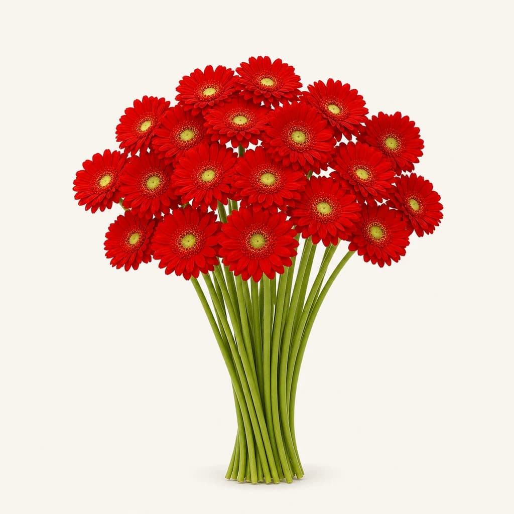 Gerbera mini Curry vermella, lote de 20 talos
