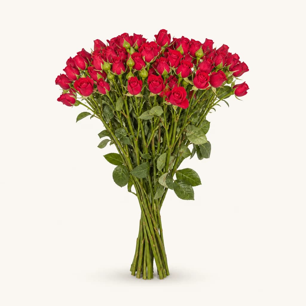 Rosa Attraction Bubbles, lote de 20 caules