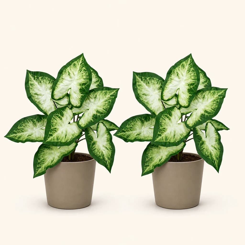 Caladium Artificial, lote de 2 unidades
