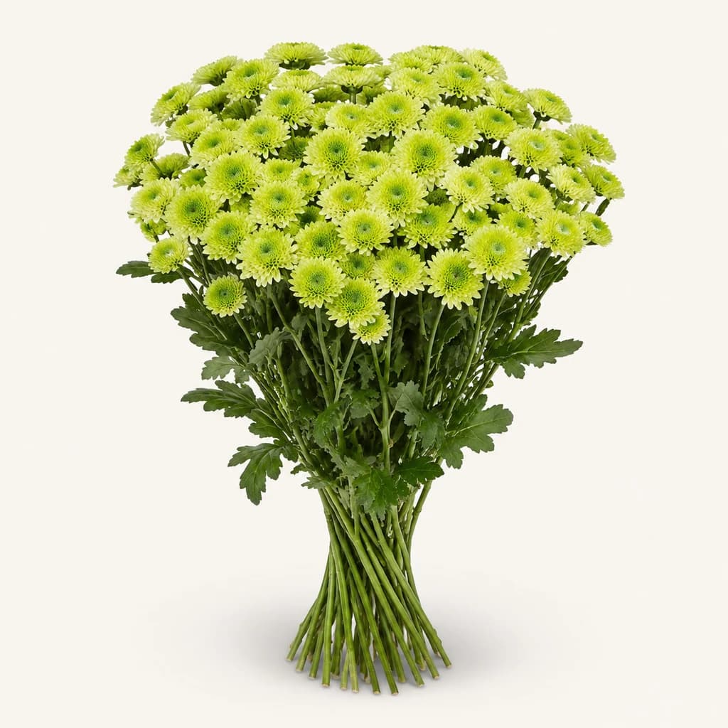 Chrysanthème Santini Bumper vert (Chrysanthemum)