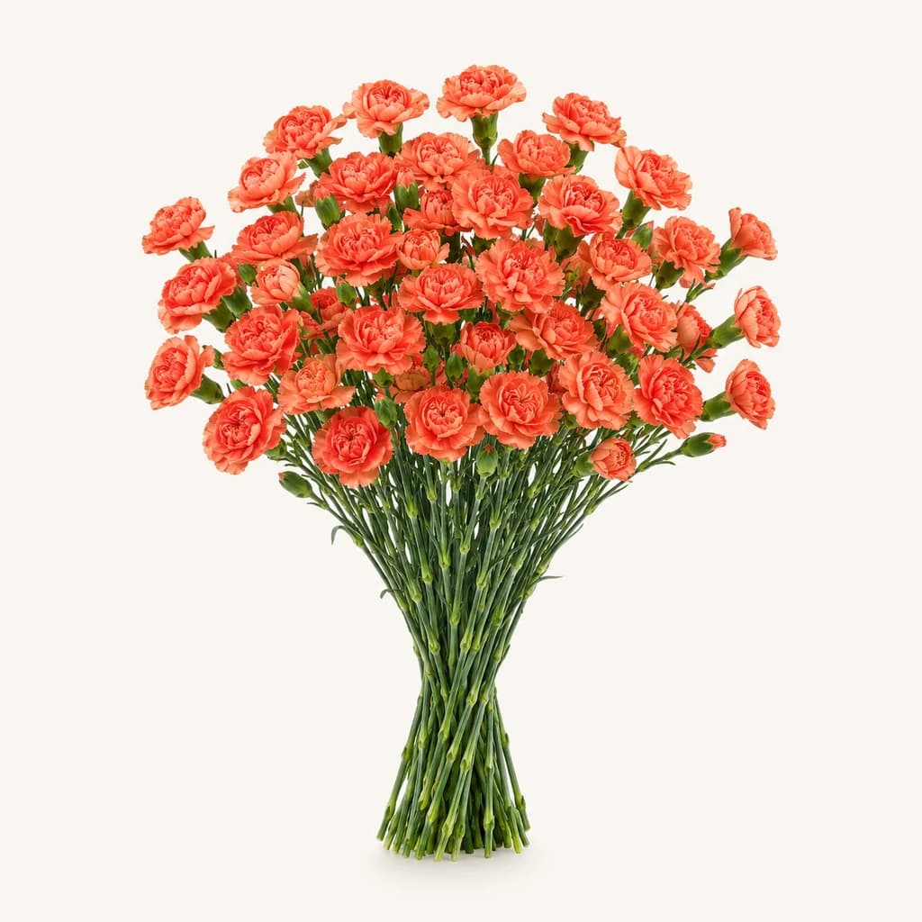 Piñata mini krabelin laranja (Dianthus caryophyllus)