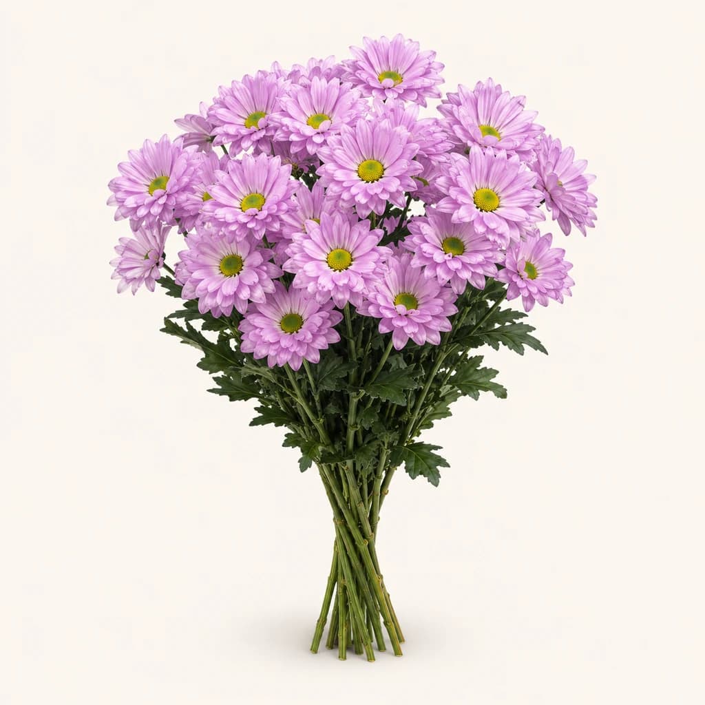 Crisantemo Atlantis rosa (Chrysanthemum)