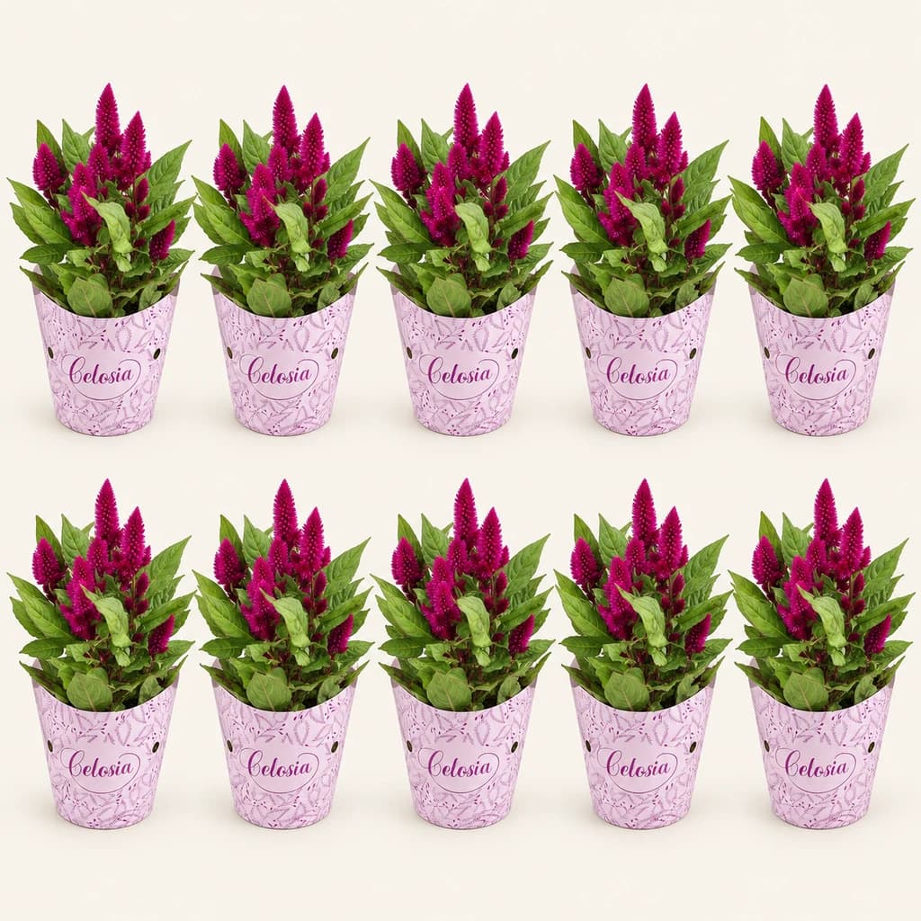 Celosia Deep Purple