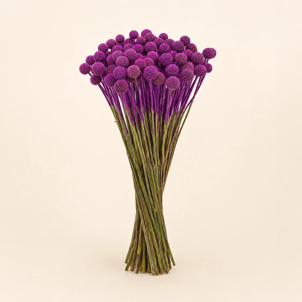 Craspèdia tenyida malva, lot de 50 tiges