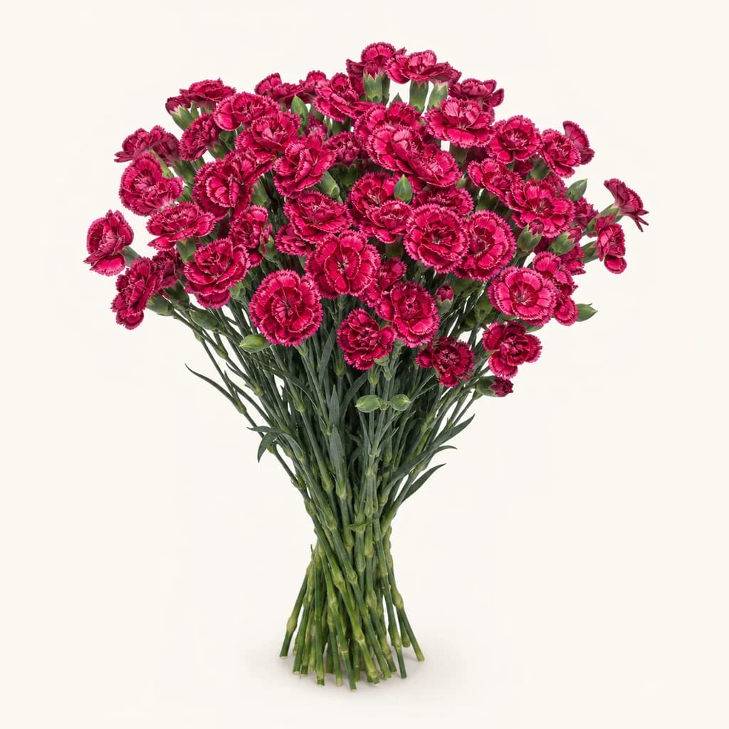 Clavell mini Fiorino Folie bordeus, lot de 40 tiges (Dianthus caryophyllus)