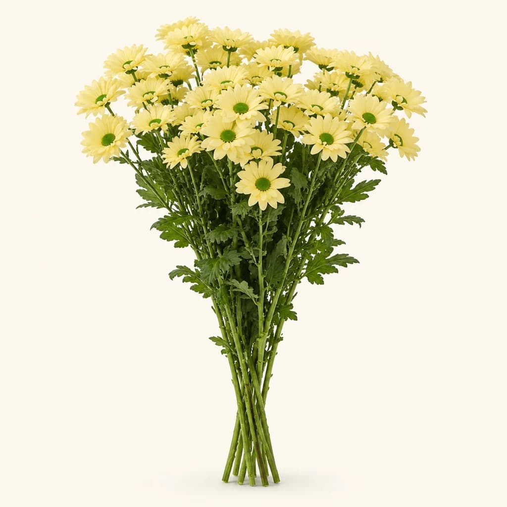 Kennedy Cream krisantemo krema, 10 zurtoin, 70 cm (Chrysanthemum)