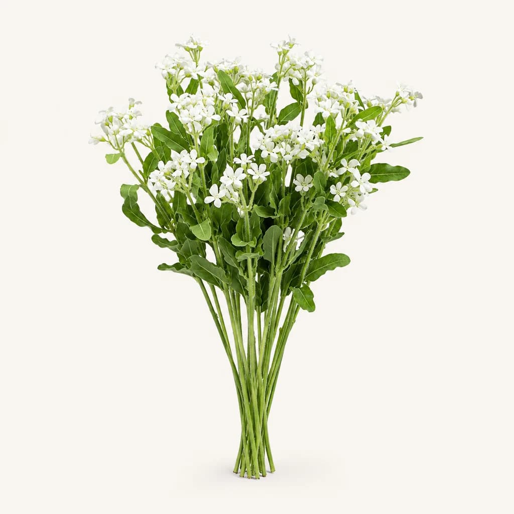 Oxypetalum Tweedia Perfect White Harmony, 10 zurtoineko lotea