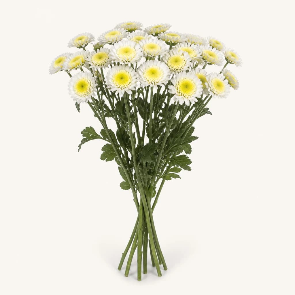 Krisantemo Stallion zuria, 10 zurtoineko lotea (Chrysanthemum)