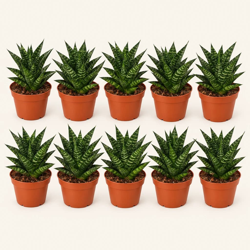 Sansevieria Trifasciata (Lengua de Suegra)