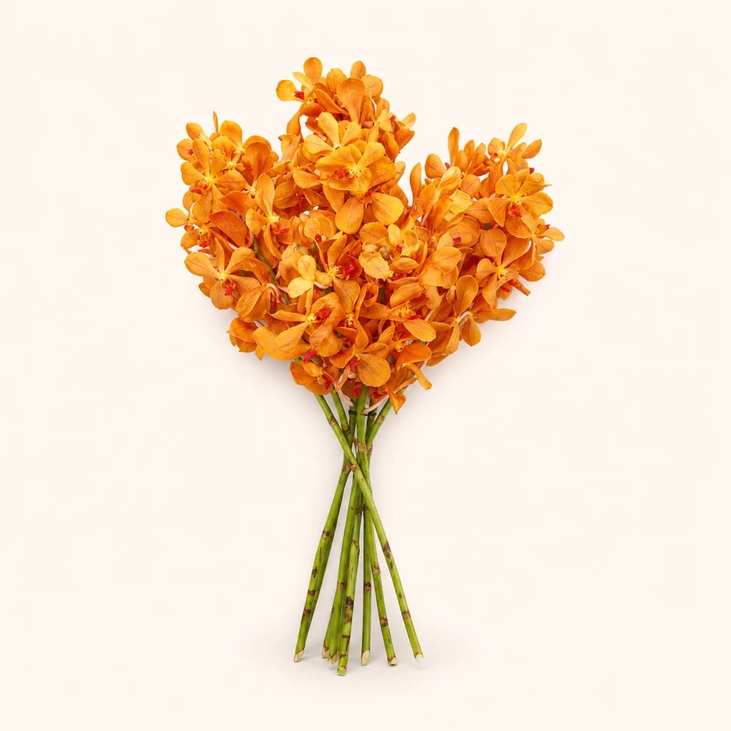 Orquídea Mokara Isabelle laranja, lote de 5 caules