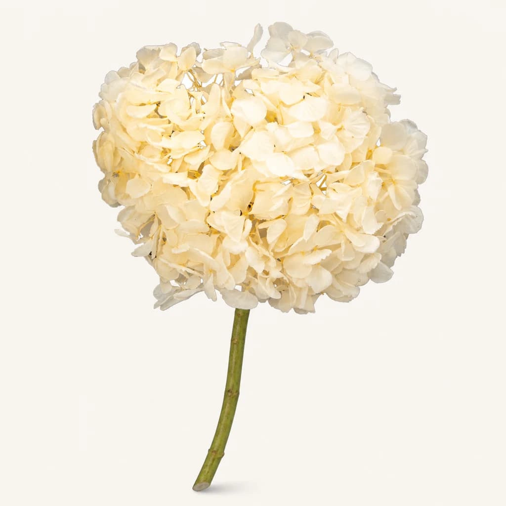 Hortensia preservada pexego (Hydrangea macrophylla)