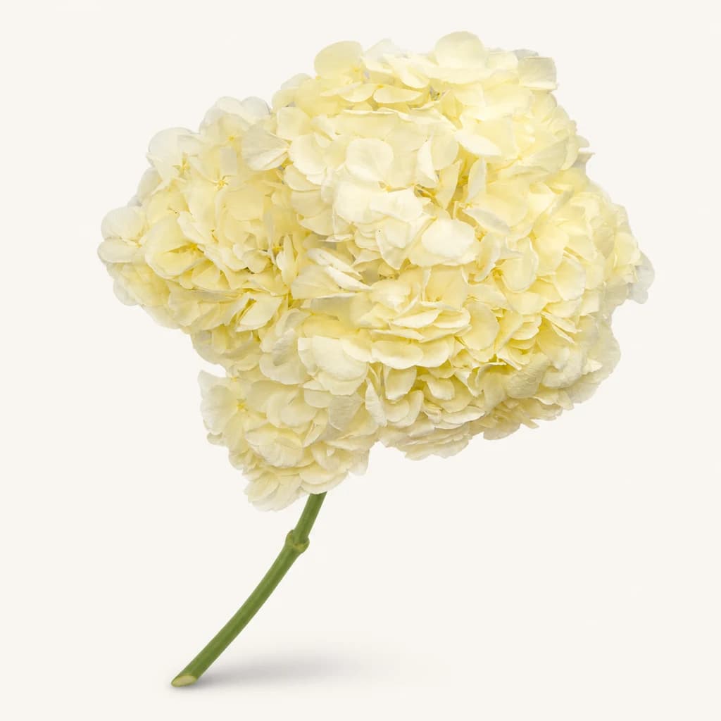 Hortensia preservada marfil (Hydrangea macrophylla)