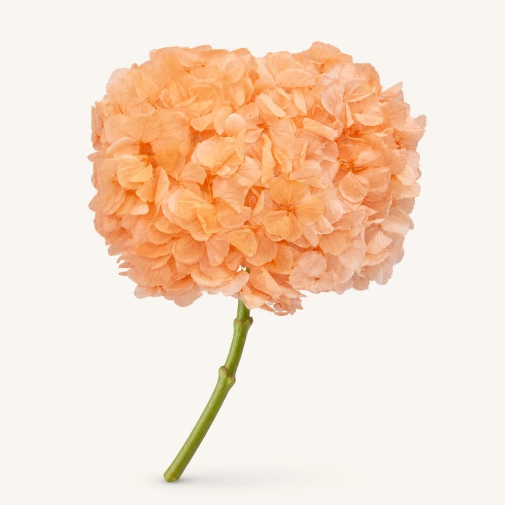 Cabeza de hortensia preservada (Hydrangea macrophylla)