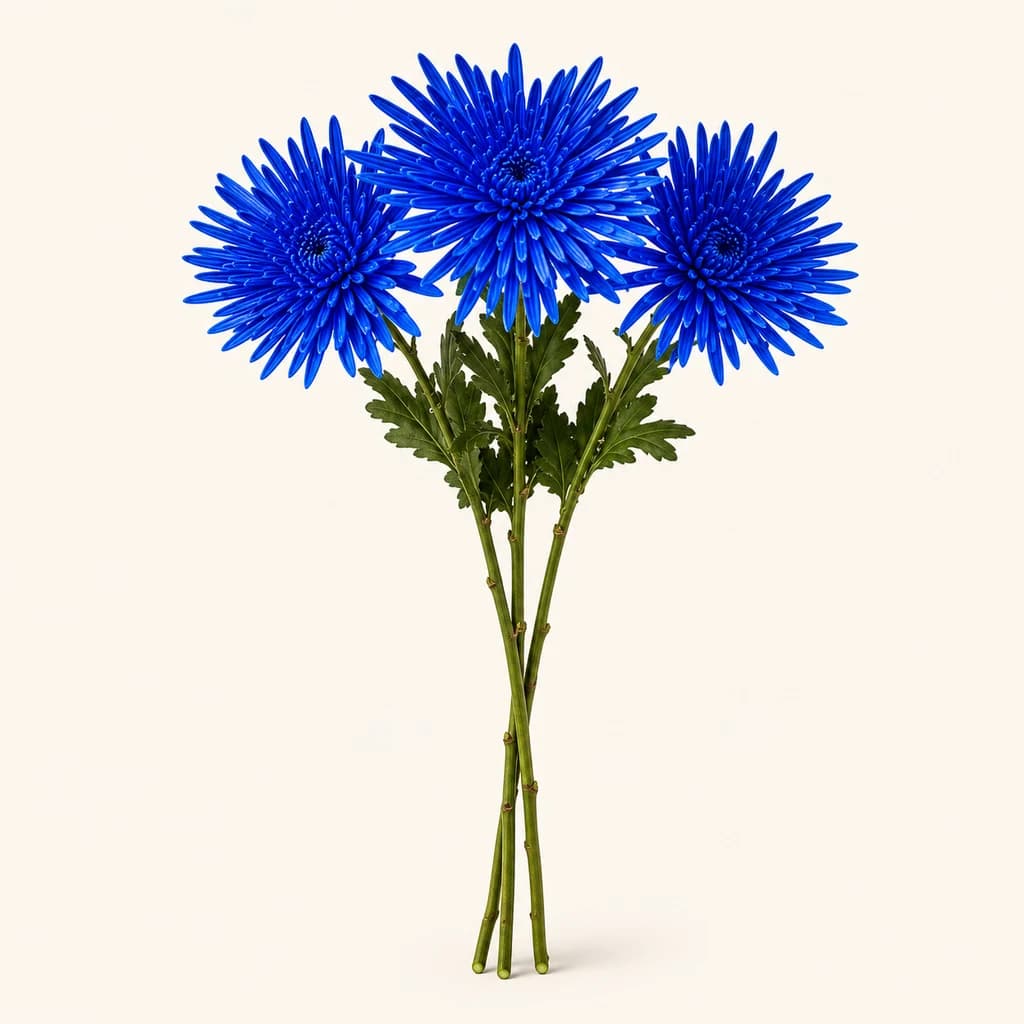 Krisantemo margotu urdina, 70 cm-ko 20 zurtoin (Chrysanthemum)