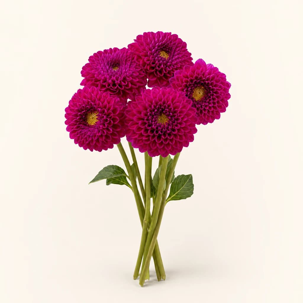 Ramo de dalias Dahlia spp. 'Cryfield Harmony' fucsia