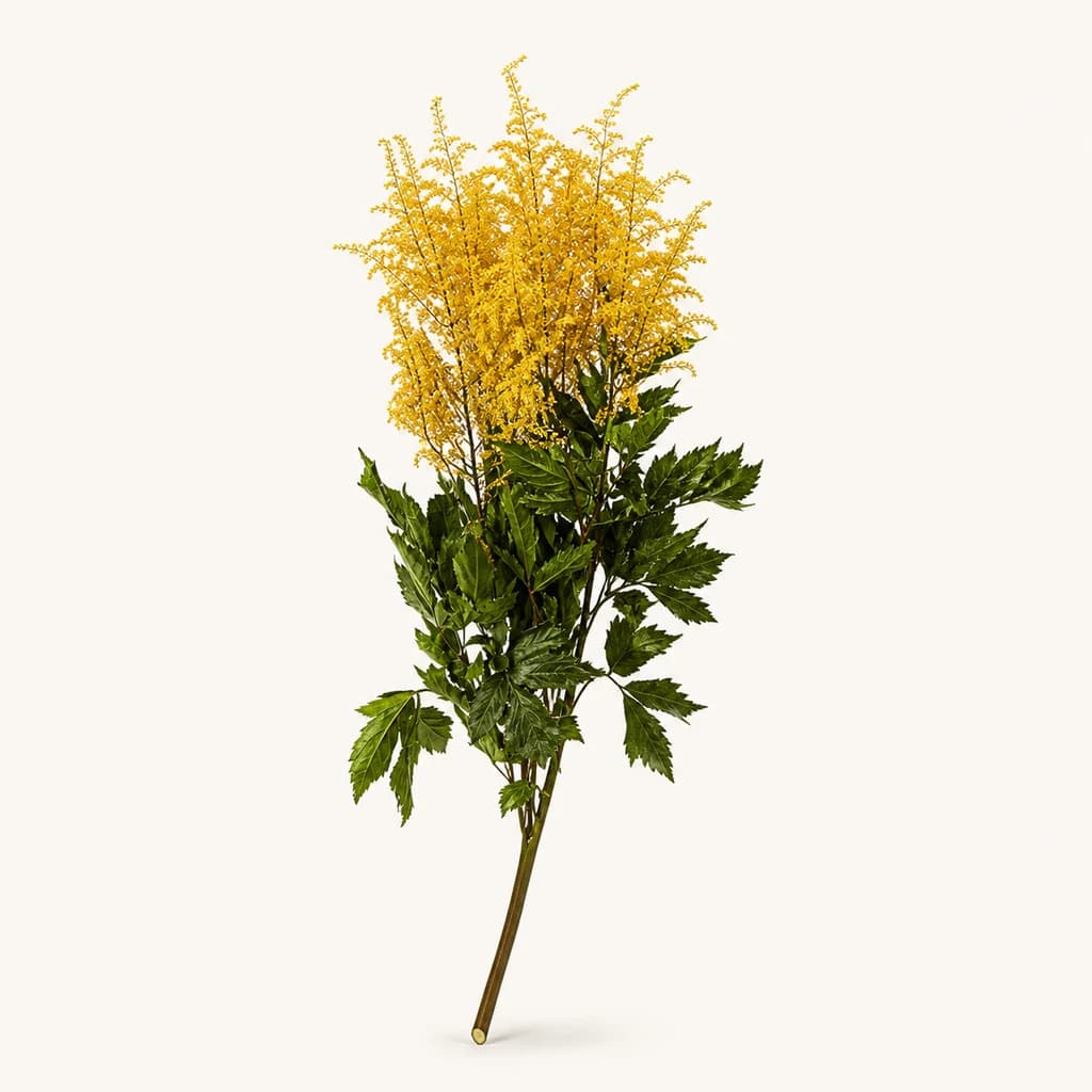 Astilbe preservada amarela