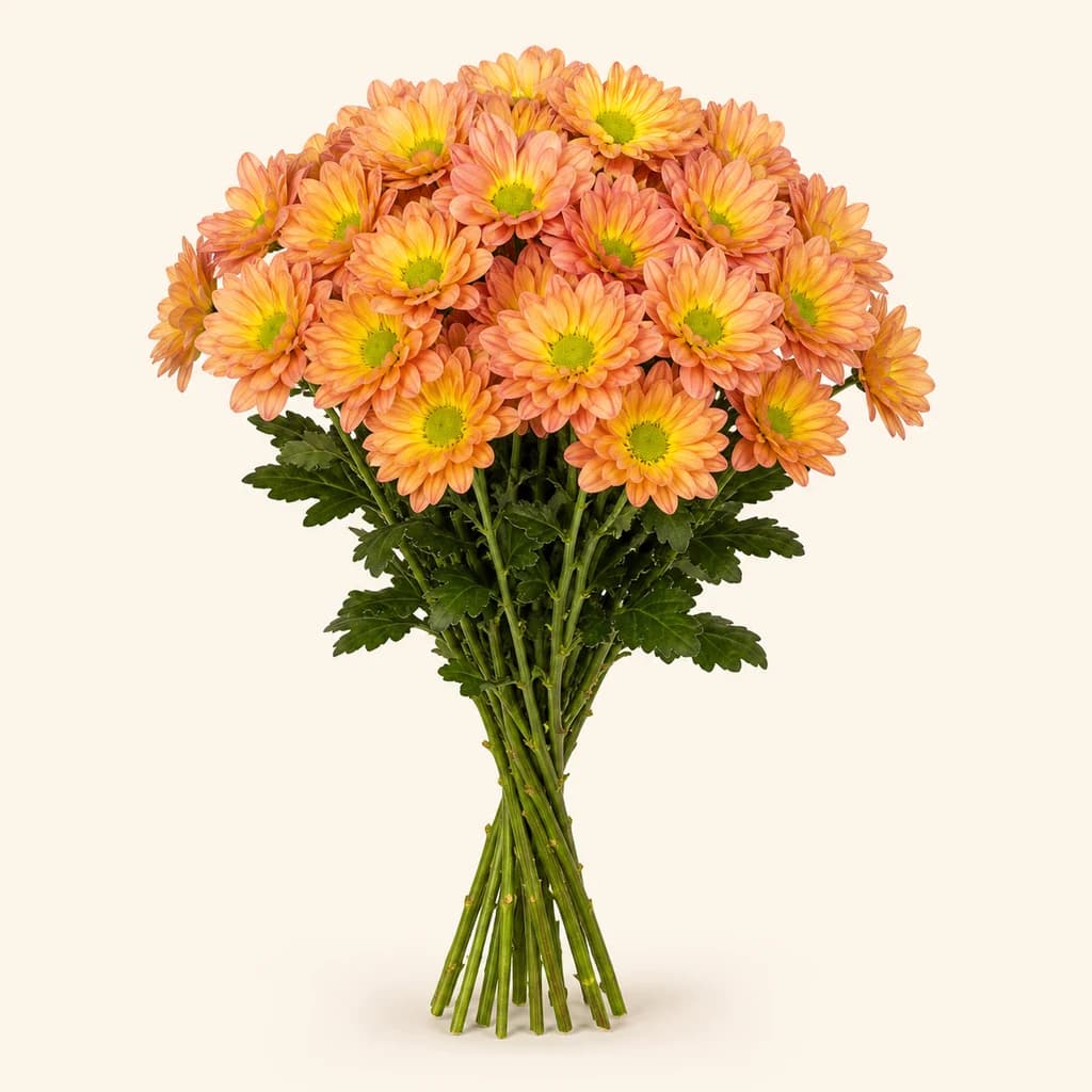 Chrysanthème Tequila orange, lot de 20 tiges (Chrysanthemum)