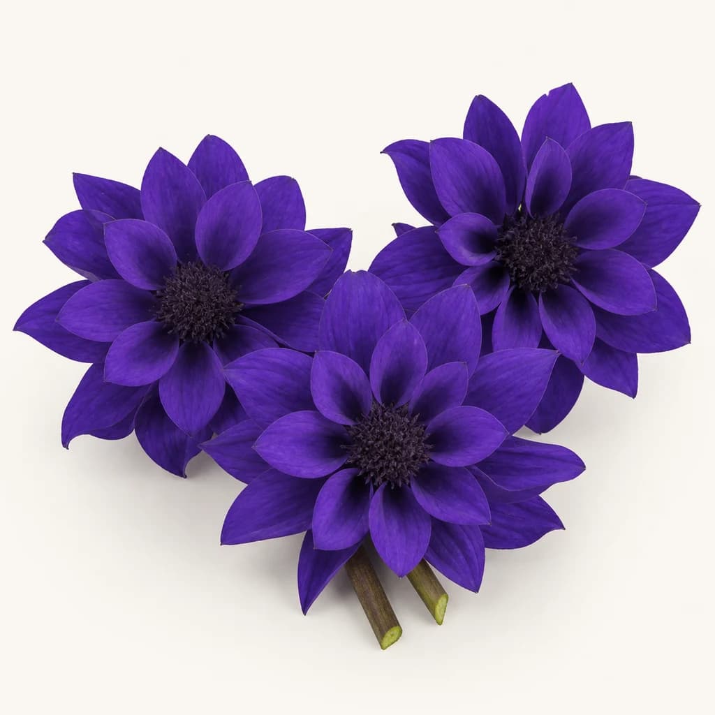 Dália preservada lavanda (Dahlia)