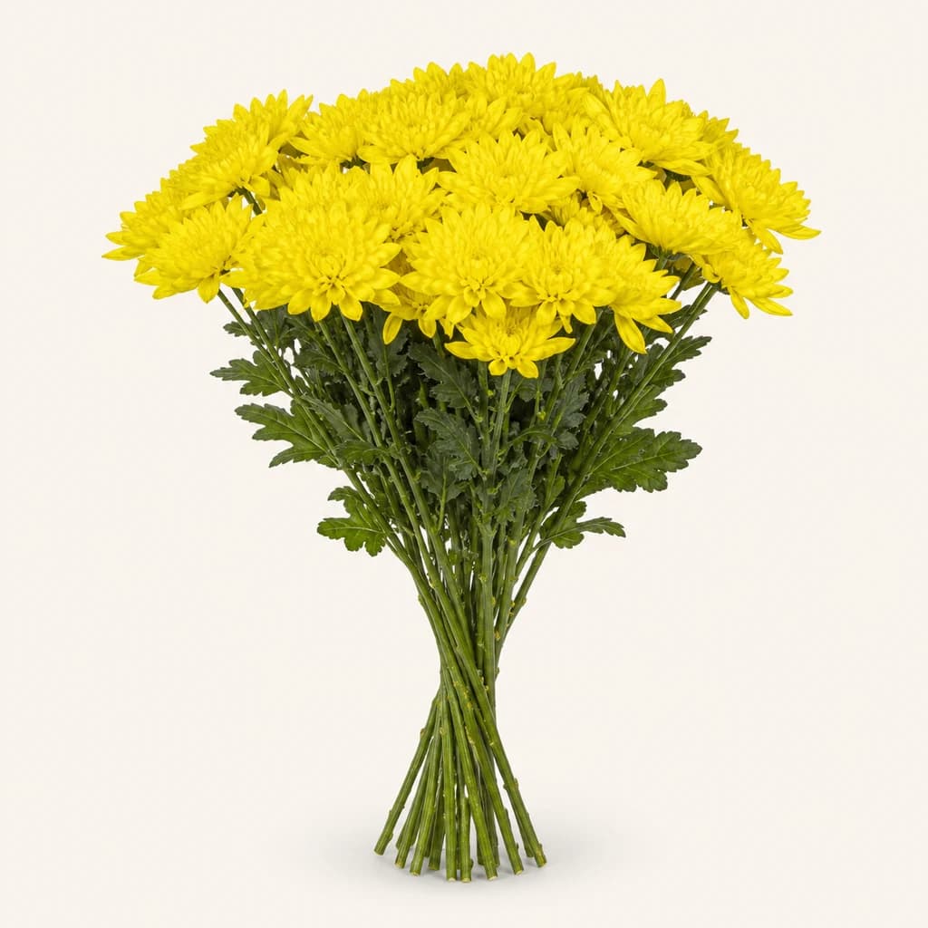 Ram de 20 crisantems grocs Lebron (Chrysanthemum)