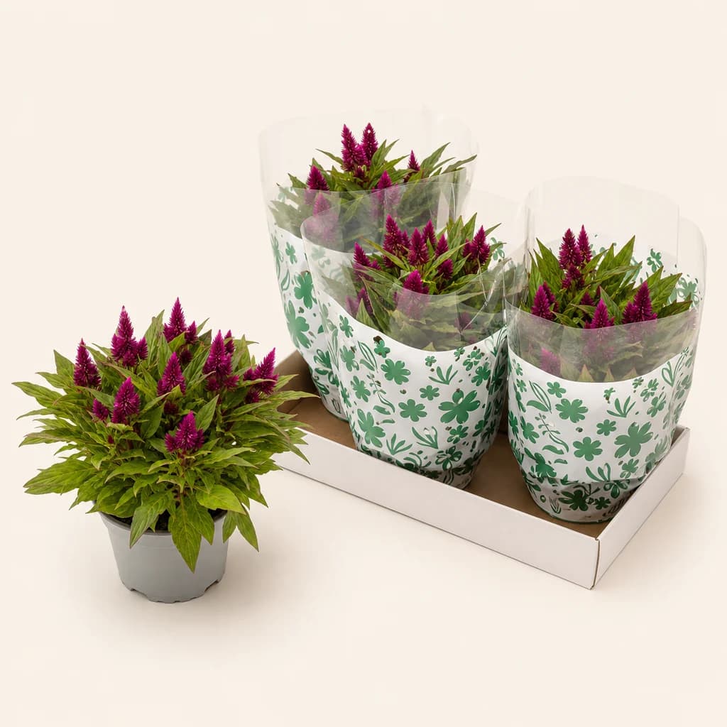 Celosia Intenz
