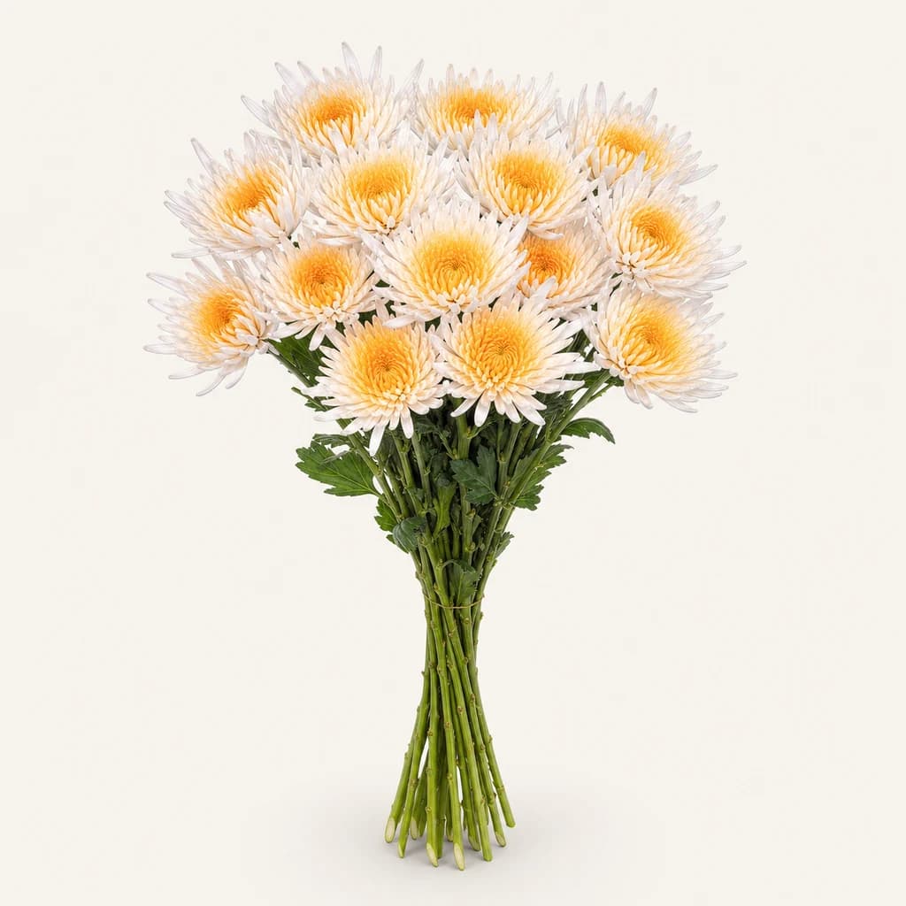Crisantemo Spider tinturado naranja, lote de 20 tallos (Chrysanthemum)