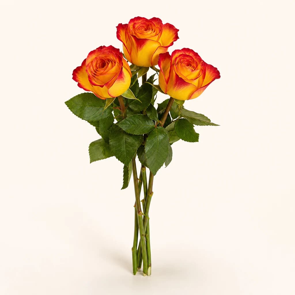 Rose Firefox