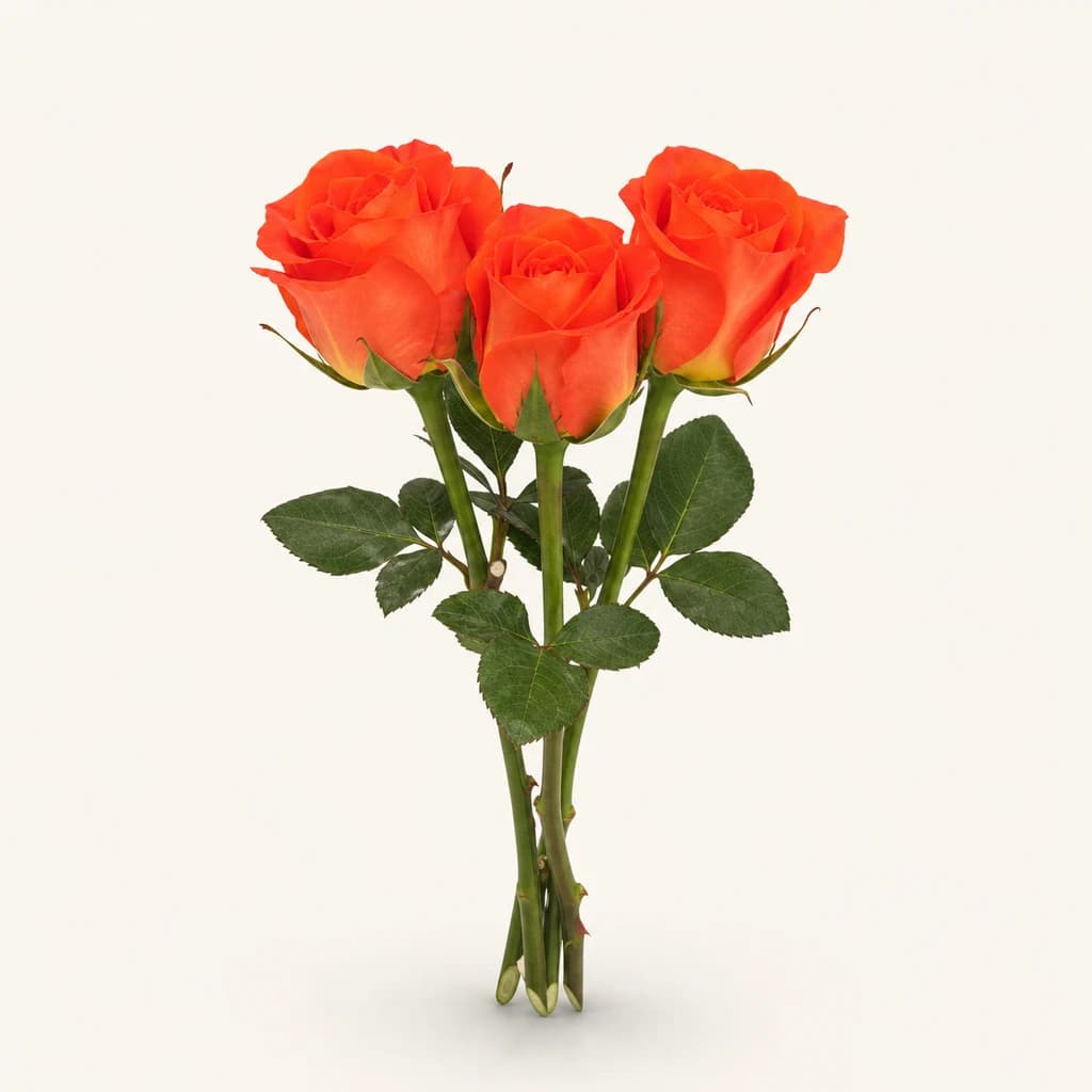 Rosa Mandarin taronja